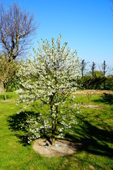 Młode  drzewko wiśni pełne kwiatów w słoneczny wiosenny dzień © Anna