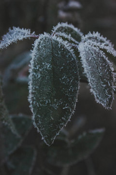 Green leaf in hoarfrost. Dark noise photography