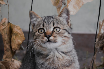 Portrait of a cute cat