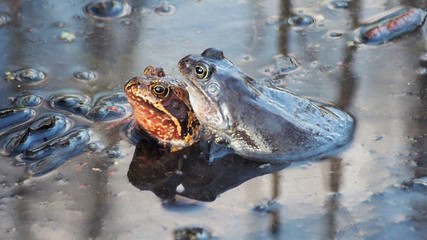 Błotne żabie gody © Maciek