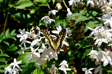 Closeup of a wonderful butterfly Papilio Machaon