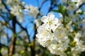 Kwiaty wiśni w zbliżeniu w słoneczny wiosenny dzień © Anna