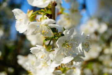 Zbliżenie na kwiaty wiśni © Anna