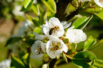 Pszczoła zapalająca kwiat gruszy - obrazy, fototapety, plakaty