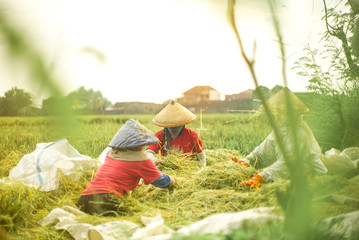 Bali Indonesia, June 02 2020 : Happy Indonesia male farmer harvesting rice in countryside Ubud Bali