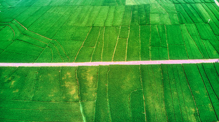 Ricefield from the sky