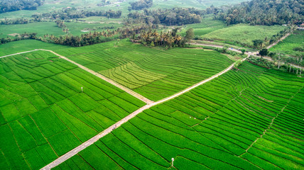 green field of paddy