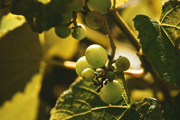 growing grapes 