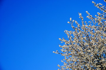 Wierzchołki kwitnącej czereśni na szafirowym niebie