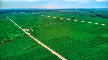 Fototapeta premium aerial view of ricefields