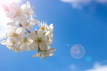 Cherry blossom on a branch with a blue sky background and the glare of sunlight in the camera lens.