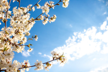 Spring flowers with blue background and clouds