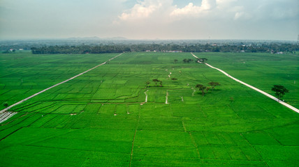 Fototapeta na wymiar Massive ricefield