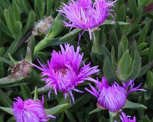 purple flowers of a thistle