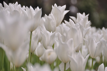 Field of white tulips growing, soft and delicate.