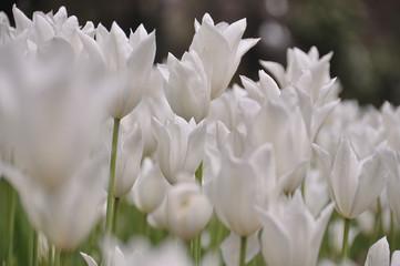 Fototapeta premium Field of white tulips growing, soft and delicate.