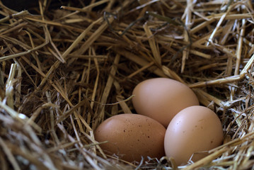 fresh chicken eggs with nest,A pile of brown eggs in a nest