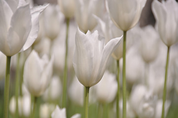 Field of white tulips growing, soft and delicate.
