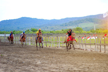 Sumbawa Indonesia, June 02 2020 : Horse racing, compete quickly to reach the finish line