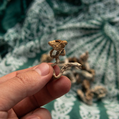 Strains of psilocybin mushrooms close-up