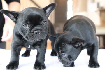 cute two black french bulldog puppies