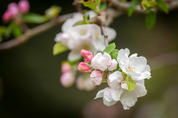 Beautiful Springtime Apple Blossoms. Always an uplifting sight is the emergence of the apple blossoms and the buzzing of bees during pollination during the spring season.