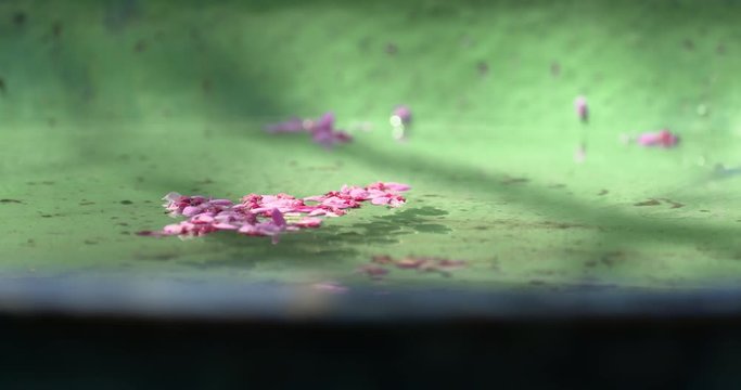 redbud petals float in backyard birdbath