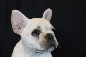 cute french bulldog puppy on black