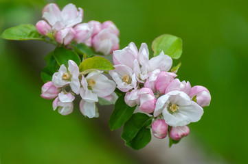 Beautiful Springtime Apple Blossoms. Always an uplifting sight is the emergence of the apple blossoms and the buzzing of bees during pollination during the spring season.