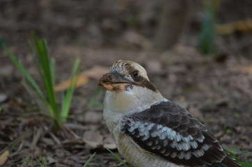 Australian kookaburra
