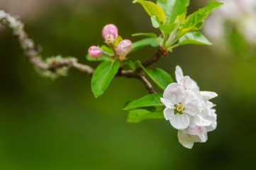 Beautiful Springtime Apple Blossoms. Always an uplifting sight is the emergence of the apple blossoms and the buzzing of bees during pollination during the spring season.