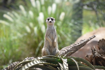 meerkat