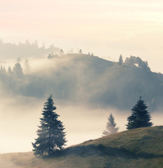 foggy nature landscape, breathtaking morning view on slopes of Carpathian mountains at morning sunrise sunlight and fog over valley, breathtaking nature summer landscape, Europe, Carpathians, Ukraine