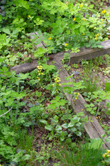 Historic Statue on the spring mystery old Prague Cemetery, Czech Republic