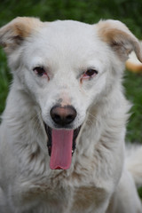 Obraz premium Portrait of a white dog with open mouth and red tongue