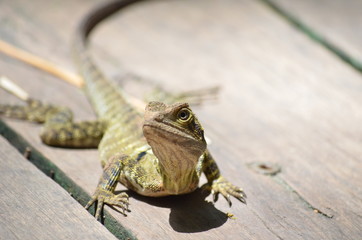 Water dragon