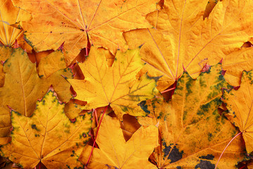 Naklejka na ściany i meble Background group of fallen maple trees autumn orange leaves.