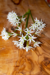 Bärlauch Blüte mit weißen, sternförmigen Blüten