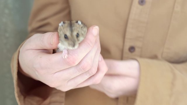 hamster washes in the hands of a person. cute pet.