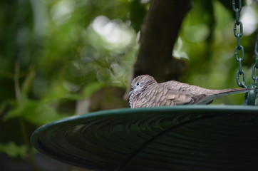 Australian kookaburra