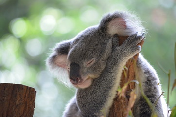 Koala 