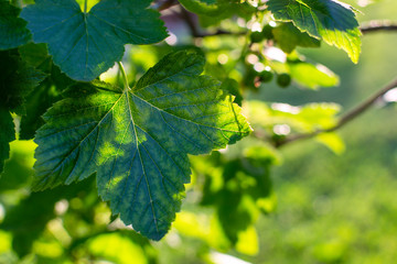 Leaves of black currant shrub