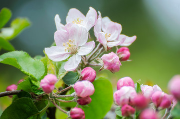 Fototapeta na wymiar Beautiful Springtime Apple Blossoms. Always an uplifting sight is the emergence of the apple blossoms and the buzzing of bees during pollination during the spring season.