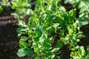 Rocket or arugula salad is growing in the garden at sunny summer day