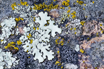 Moss and lichen grow on a stone. Macro. background of Lichen Moss stone. - obrazy, fototapety, plakaty