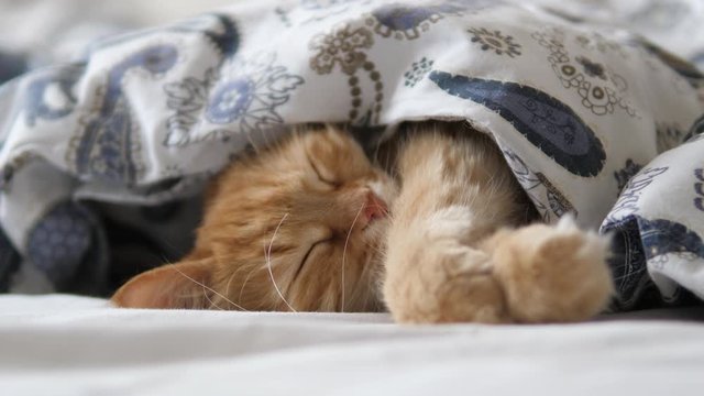 Cute ginger cat sleeps in bed. Fluffy pet comfortably settled under blanket.