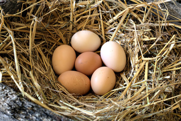 group of fresh free range eggs in a nest of straw.