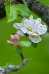 Beautiful Springtime Apple Blossoms. Always an uplifting sight is the emergence of the apple blossoms and the buzzing of bees during pollination during the spring season.