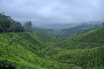Obraz premium green tea plantations