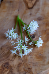 Bärlauch Blüte mit weißen, sternförmigen Blüten